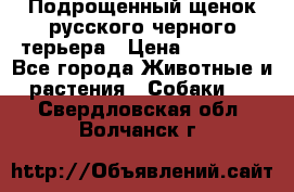 Подрощенный щенок русского черного терьера › Цена ­ 35 000 - Все города Животные и растения » Собаки   . Свердловская обл.,Волчанск г.